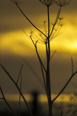 Abstract minimalist plant seedhead