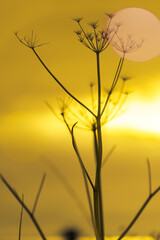 Abstract minimalist plant seedhead