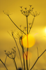 Obraz premium Abstract minimalist plant seedhead