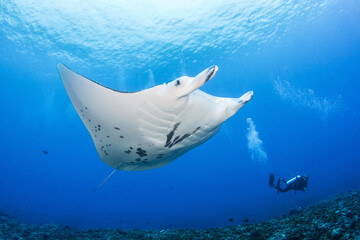 Manta ray
