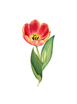 Watercolor tulip illustration isolated on white background. Opened flower of a Tulip.