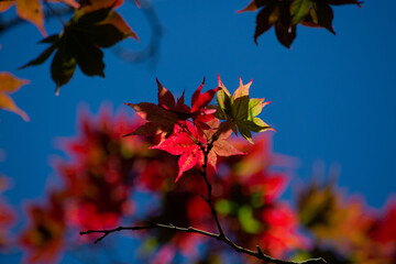 red maple leaves