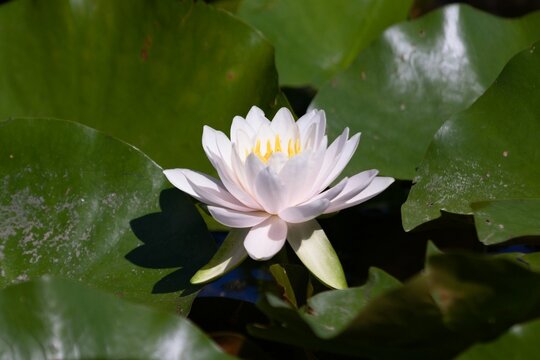 Closeup shot of Nymphaea - Lotus