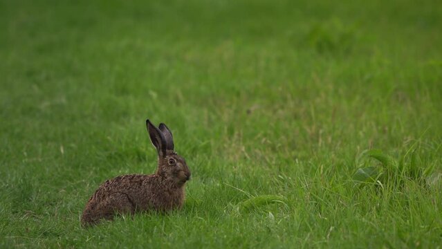 A European hare (Lepus europaeus) foraging in a meadow and looking at you