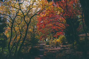 autumn in the park