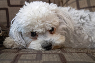 white puppy, Dog , Animal , Poodle,
