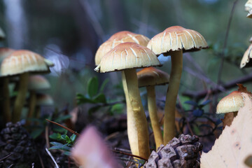 Rodzina małych, jadalnych, żółtych grzybów rośnie na starym pniu drzewa. 
