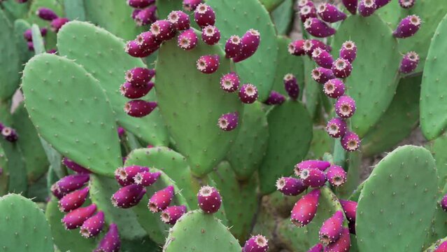This video shows prickly pears blooming on a cactus.