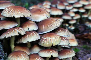 Rodzina małych, jadalnych, żółtych grzybów rośnie na starym pniu drzewa.  - obrazy, fototapety, plakaty
