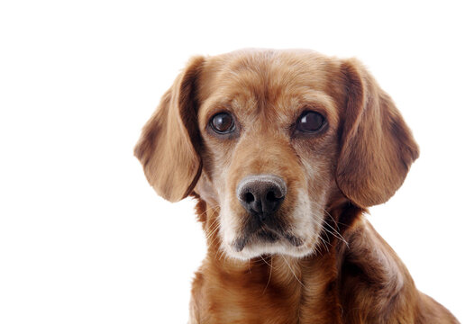 potrait of a dog, png file