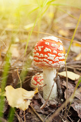 Amanita or Fly agaric in the leaves of the autumn forest. Wild mushrooms.