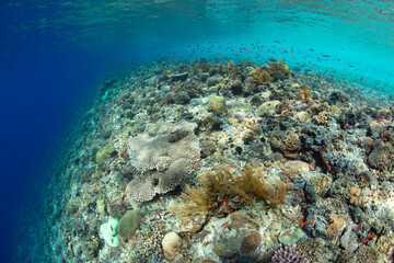 An incredible coral reef grows in the shallows near a remote island in Indonesia. This tropical region is part of the Coral Triangle which contains the highest marine biodiversity on Earth.