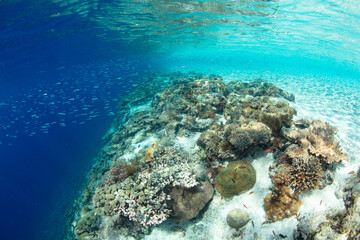 Naklejka na ściany i meble An incredible coral reef grows in the shallows near a remote island in Indonesia. This tropical region is part of the Coral Triangle which contains the highest marine biodiversity on Earth.
