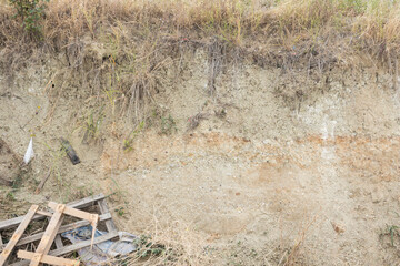 plant roots and green vegetation on soil layers