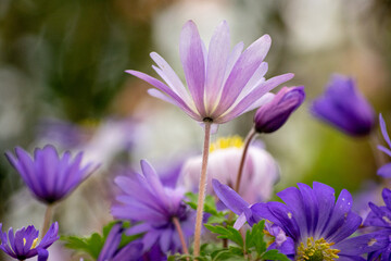 Fototapeta premium purple crocus flowers
