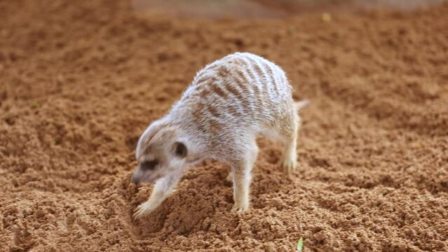 Dwarf Mongoose Scurrying Fast in its Natural Environment in search of Food