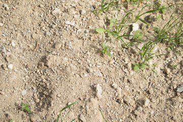 a newly sprouted garden soil and sunlight
