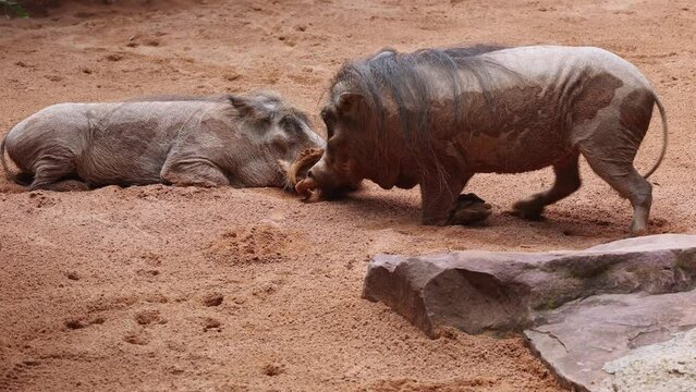 Phacochoerus, Warthog a genus in the family Suidae in its Natural Environment