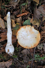 amanita muscaria hongo rota láminas vistas desde abajo  seta mata moscas alucinógena no comestible país vasco 4M0A4198-as22