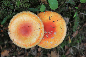 hongo seta amanita muscaria mata moscas alucinógena no comestible país vasco 4M0A4199-as22