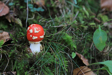 hongo seta amanita muscaria mata moscas alucinógena no comestible país vasco 4M0A4212-as22
