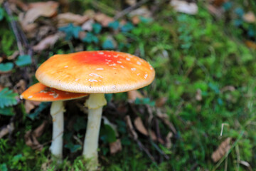 hongo seta amanita muscaria mata moscas alucinógena no comestible país vasco 4M0A4267-as22