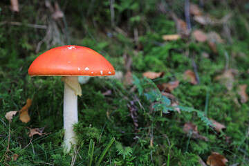 hongo seta amanita muscaria mata moscas alucinógena no comestible país vasco 4M0A4273-as22