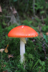 hongo seta amanita muscaria mata moscas alucinógena no comestible país vasco 4M0A4279-as22