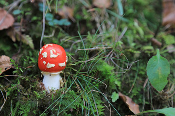 hongo seta amanita muscaria mata moscas alucinógena no comestible país vasco 4M0A4281-as22