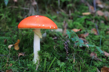 hongo seta amanita muscaria mata moscas alucinógena no comestible país vasco 4M0A4286-as22