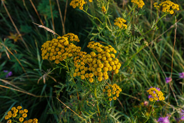 Yellow Flowers of Tanacetum Vulgare or Tansy. Wild medicinal plant tansy
