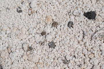 Popcorn-shaped white coral stones on the famous popcorn beach in Corralejo, Fuerteventura, Canary Islands