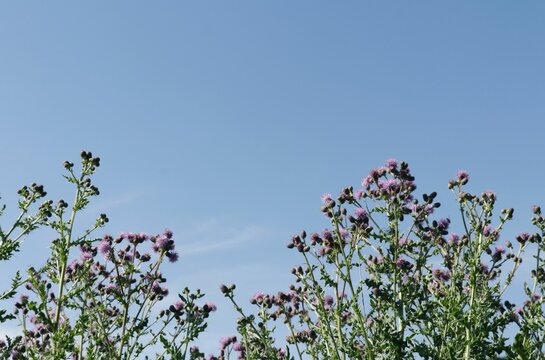 Low angle shot of blooming purple green flowers under a blue sky