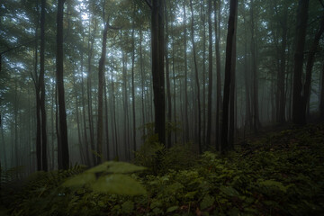 Fototapeta premium Gloomy and dark forest during a foggy morning with the best mystic atmosphere in the east of Bohemia.