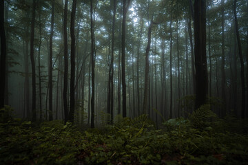 Gloomy and dark forest during a foggy morning with the best mystic atmosphere in the east of Bohemia.