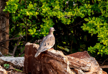 Small beautiful bird - pigeon 