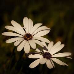 Obraz premium ladybug on daisy