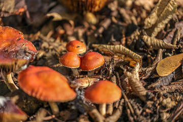 Leratiomyces ceres, commonly known as the Redlead Roundhead, is mushroom which has a bright red to orange cap and dark purple-brown spore deposit. It is common on wood chips and lawns.