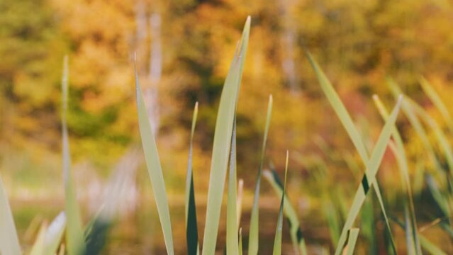 cattail leaves close-up against the background of yellowed leaves