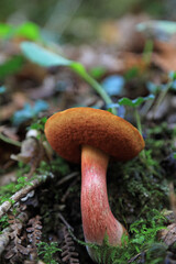 hongo seta boletus erythropus comestible país vasco 4M0A4424-as22