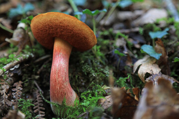 hongo seta boletus erythropus comestible país vasco 4M0A4428-as22
