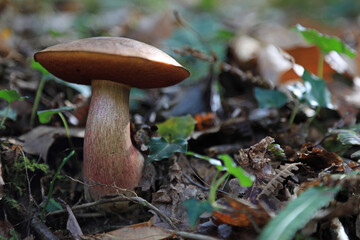 hongo seta boletus erythropus comestible país vasco 4M0A4434-as22