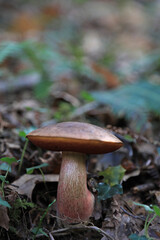 hongo seta boletus erythropus comestible país vasco 4M0A4448-as22