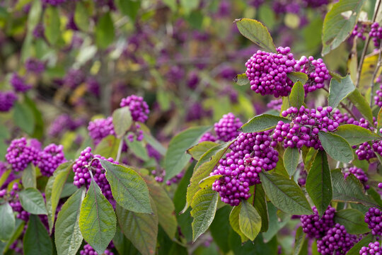 Clusters of purple berry fruit of the Callicarpa Profusion plant, photographed in autumn at a garden in Chelmsford, Essex, UK.