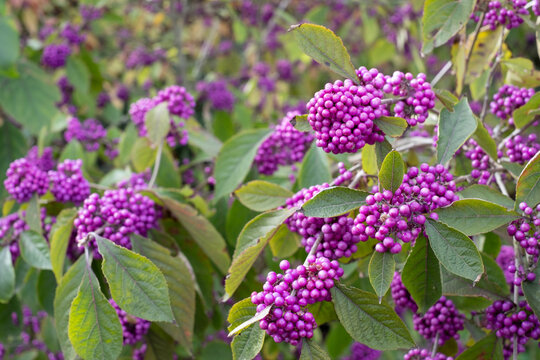Clusters of purple berry fruit of the Callicarpa Profusion plant, photographed in autumn at a garden in Chelmsford, Essex, UK.