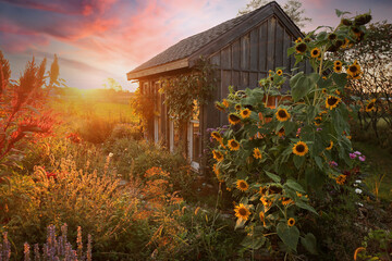 Beautiful Cottage Shed in Country Garden at Sunset