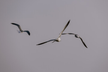 birds in flight