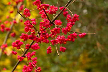 Bright pink flowers with red berries in autumn in the forest