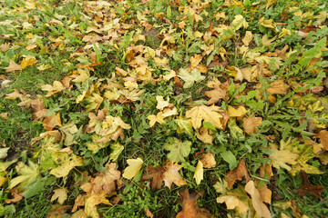 Closeup on a variety of yellow and brown fallen dead leafs foliage on the ground in the lawn