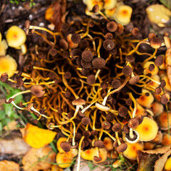 Futuristic Yellow sulfuric flower mushrooms, oats, woody mushrooms. Yellow mushrooms and old boards as autumn background. Top view